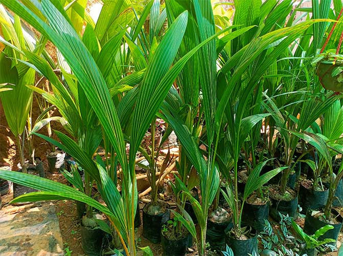 Coconut Seedlings for sale