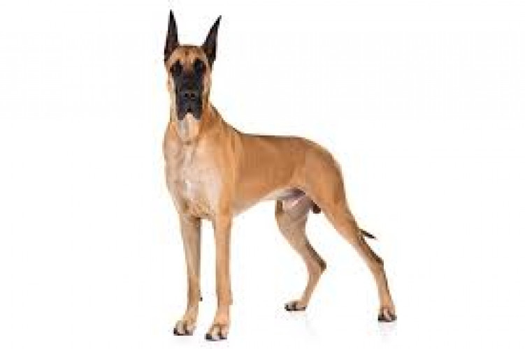 great dane puppies for sale in indore 7987036124 SAM KENNEL