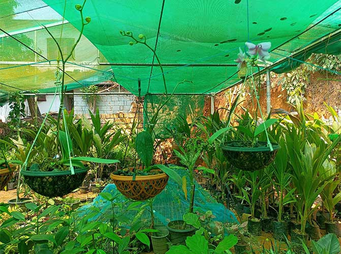 Orchid Plants