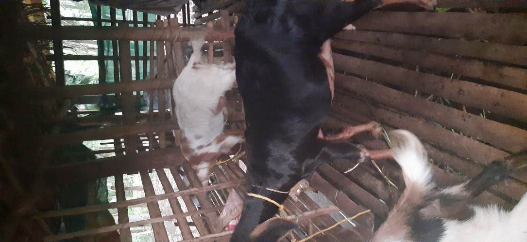 Malabari
