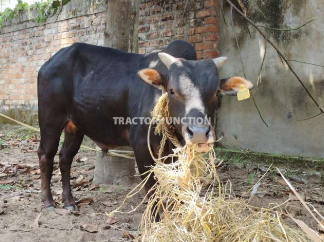 Nale Moore kuttykale vikkan unde