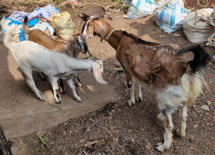 Malabari goat