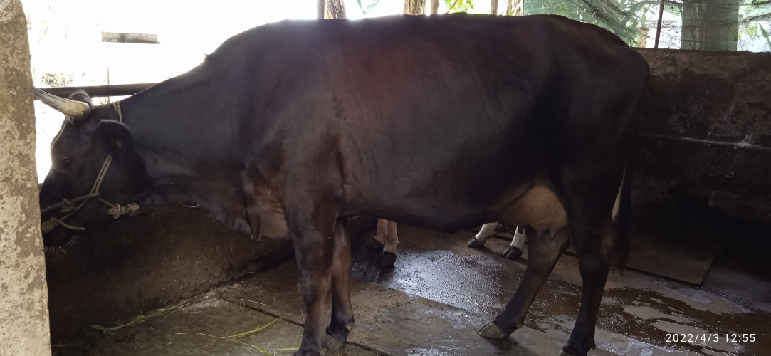 Jersey cow for sale