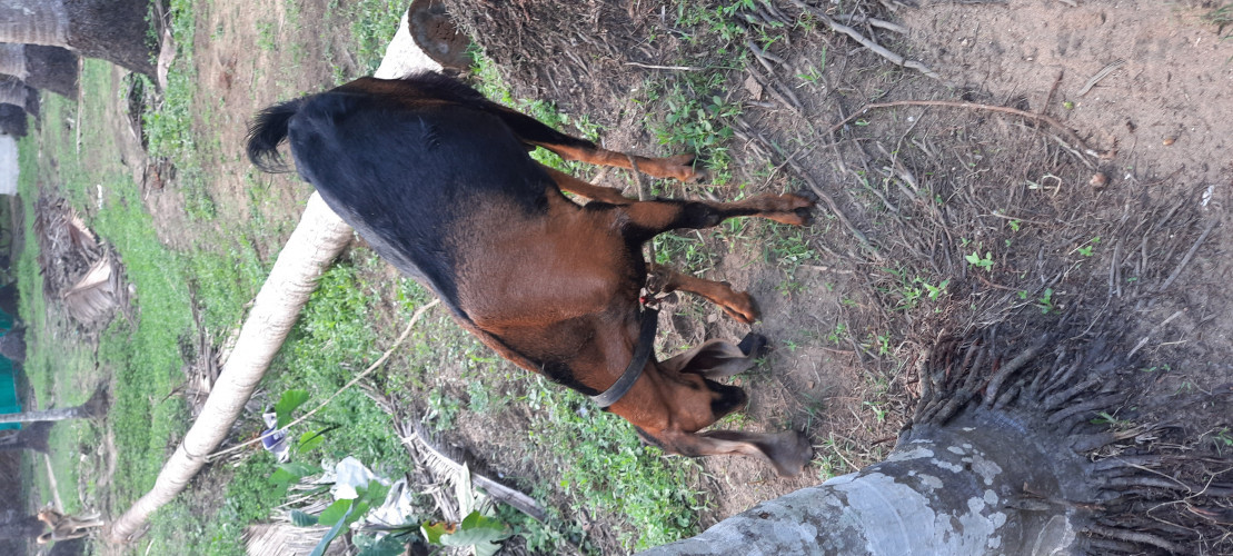 jamna pyari female