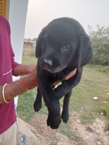 Labrador retriever