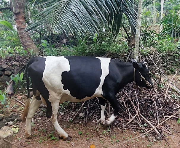 എട്ടു മാസം ചെനയുള്ള  കടിഞ്ഞൂൽ HF പശു വില്പനക്ക്