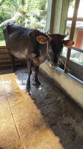 Jersey cow for sale