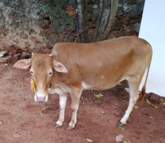 Vechoor Cow for sale