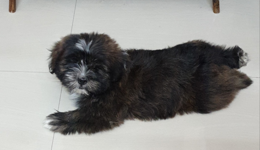 One month shitzu lhasa pups