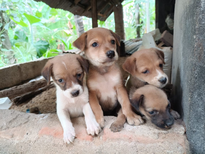 Nadan Puppies