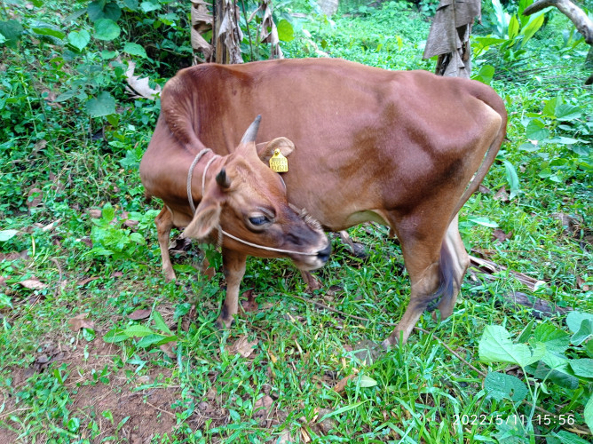 നാടൻ ക്രോസ്സ്.കന്നി പശു...