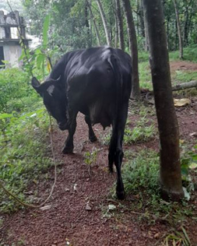 9 മാസം പൂർത്തി ആയ HF cross പശു വില്പനക്ക്-9544030129, 8156957503