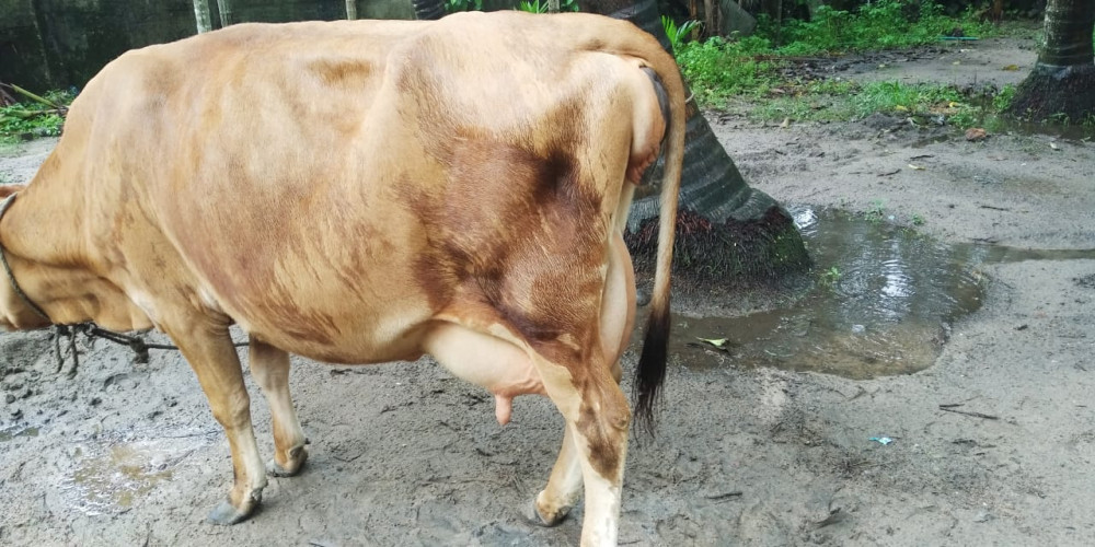 9 month pregnant cow