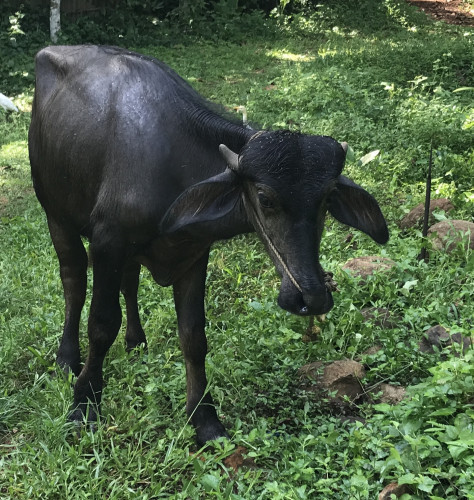 2 year Old Buffalo