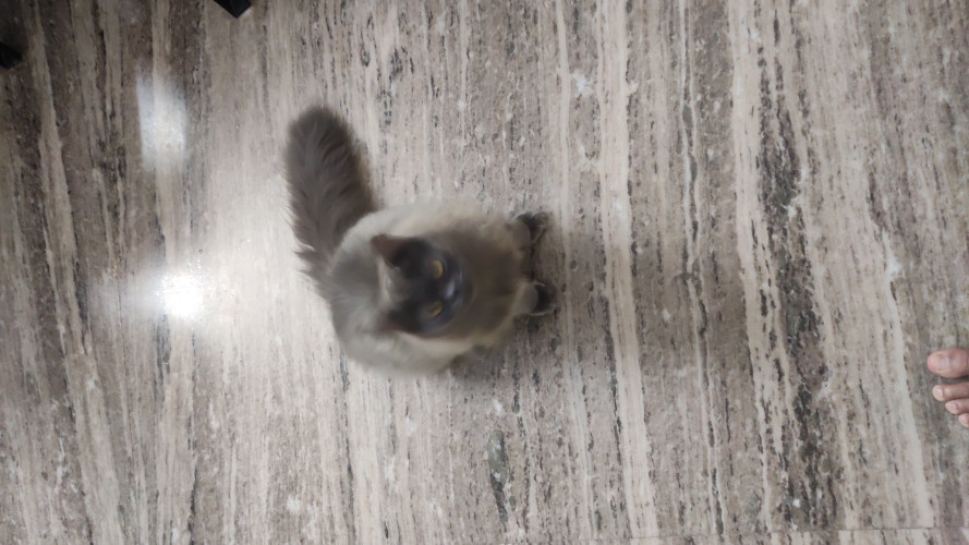 Perisan cat