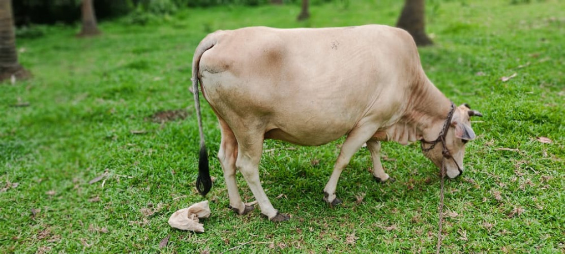 Vechoor cross nadan cow