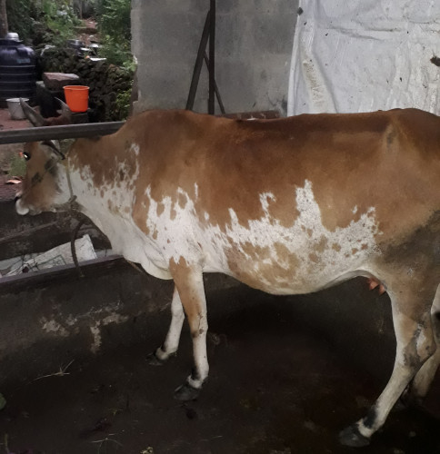 Cow for sale in Pala