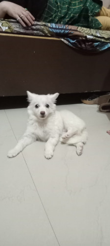 Pet