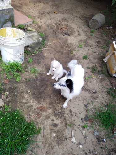 pom puppies
