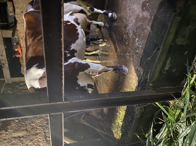 HF പശു വിൽപനയ്ക്ക്