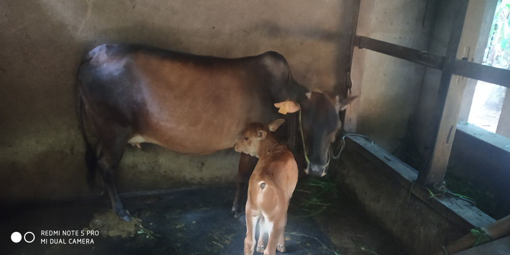 Kasaragod Dwarf cow &  vechur bull
