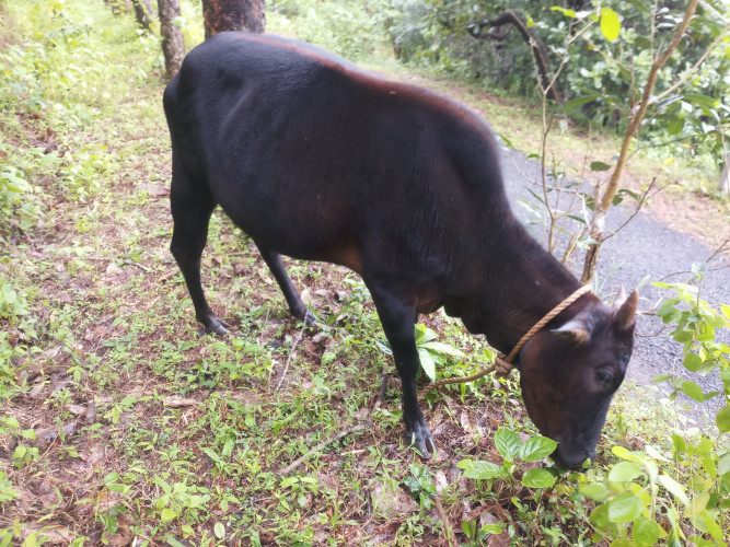 Kasaragod dwarf cow for sale