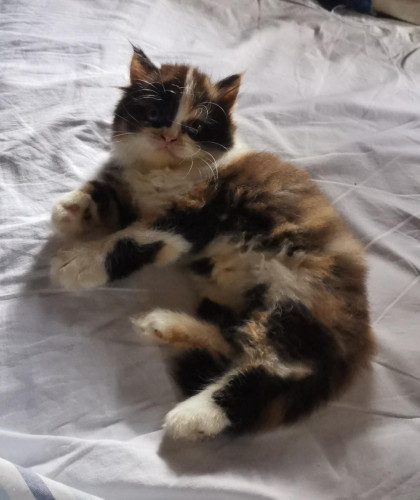 Cats - 2 months old
