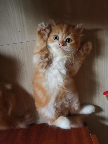Cat 2 months old