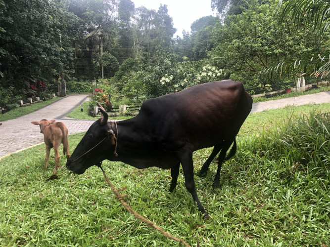 Kasargod cow and 3 weeks old calf