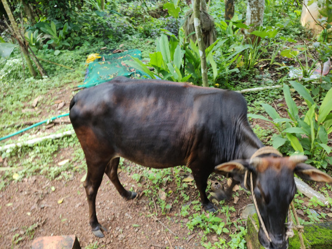 Vechoor cow for sale