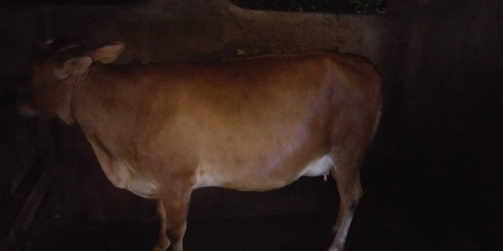 പശുവിനെ വില്പനക്ക് 9447870470,9744090470