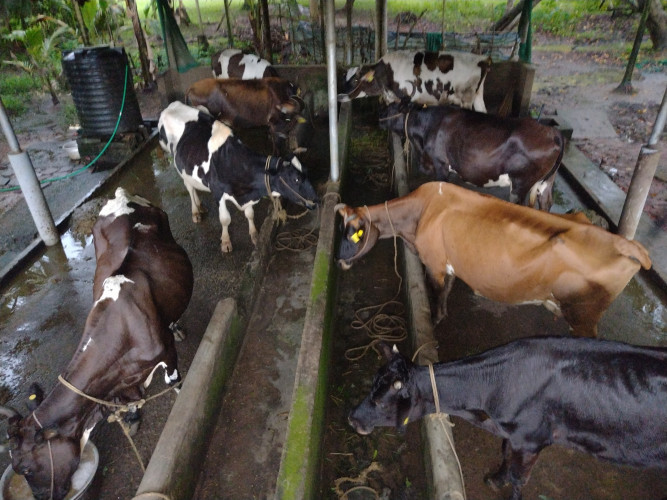 Veriety breeds of diary Cattles for sale