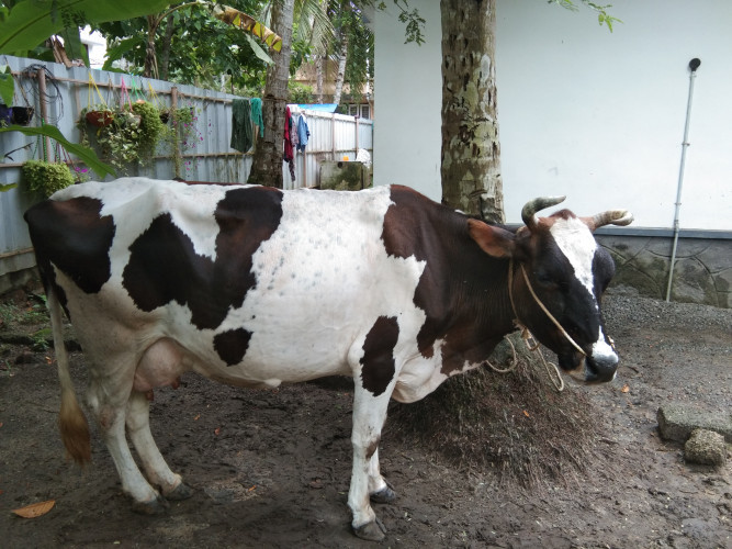 COW FOR SALE