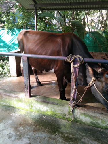 6 months pregnant Jersey cow for sale