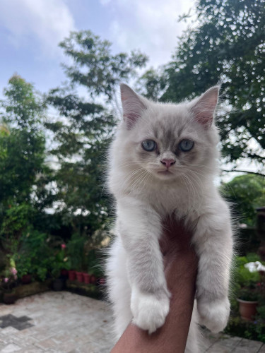 Persian Cat