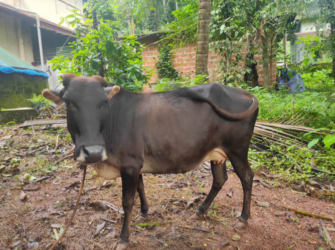 Kasaragod dwarf cow