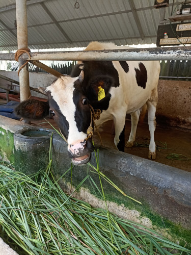 Black & white cow for sale