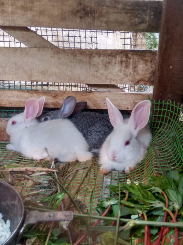 Rabbit