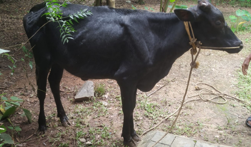 Black Cow for sake