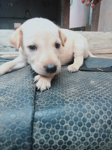 Kerala puppies