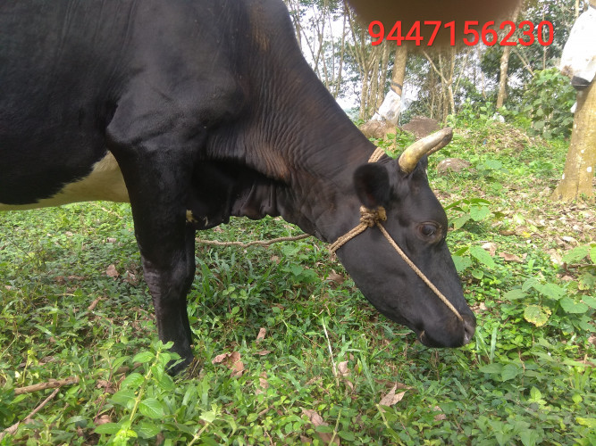 HF jersey cross കന്നി പ്രസവം