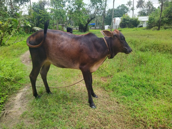 Naadan cow