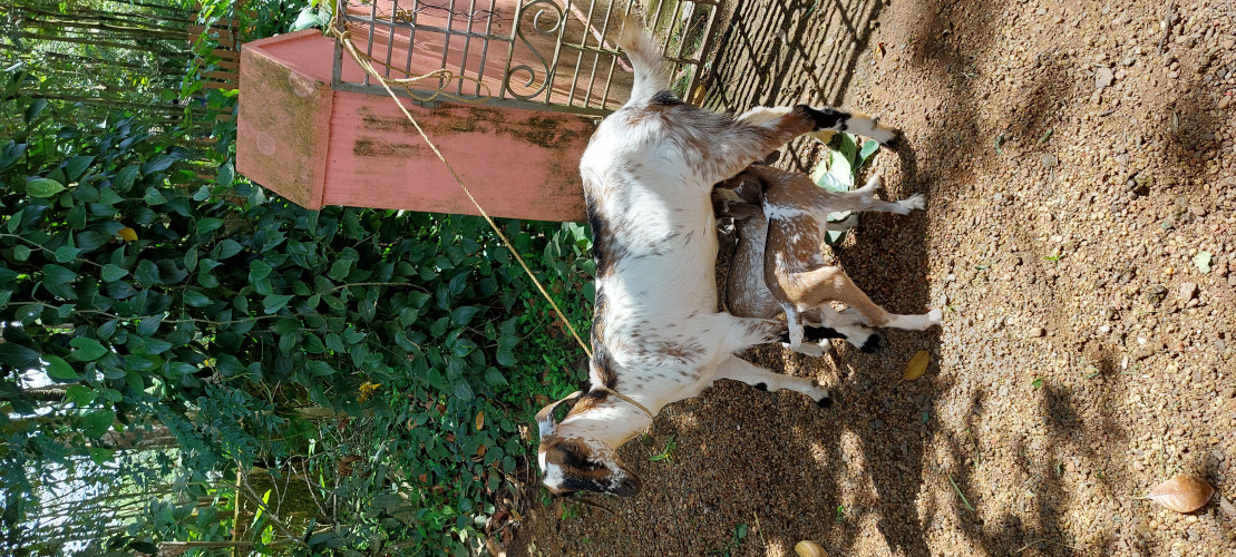 Malabari Goat