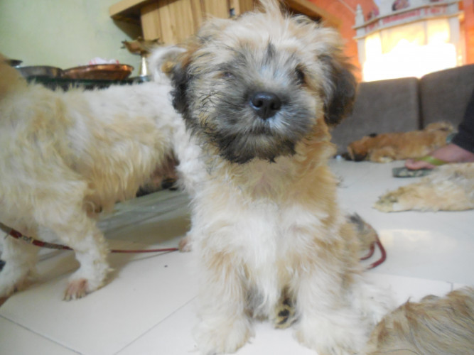 Lhasa apso