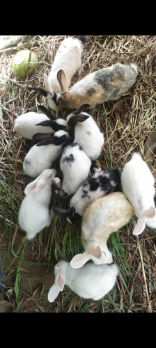 Rabbit