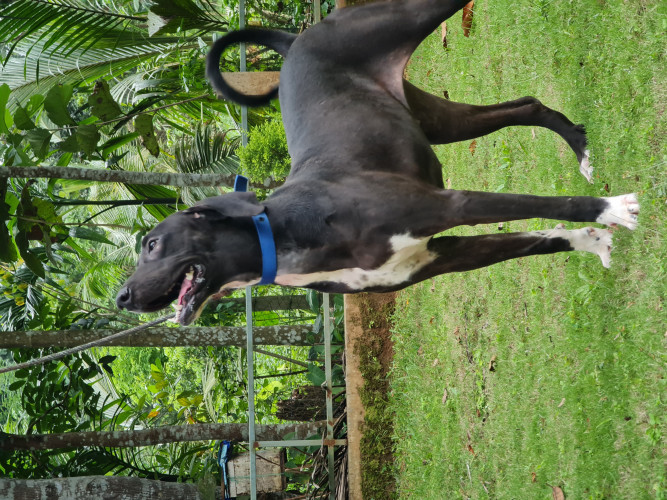 Dog