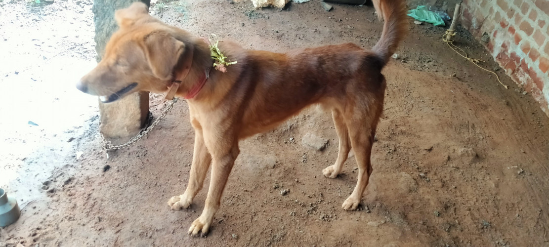 Dog for sale
