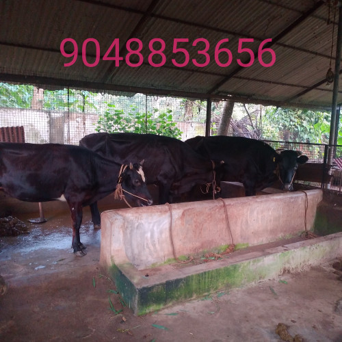3 cow for sale in varkala