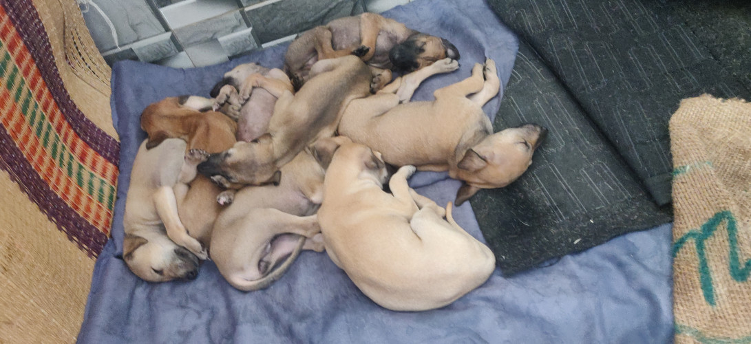 Chippiparai Puppies