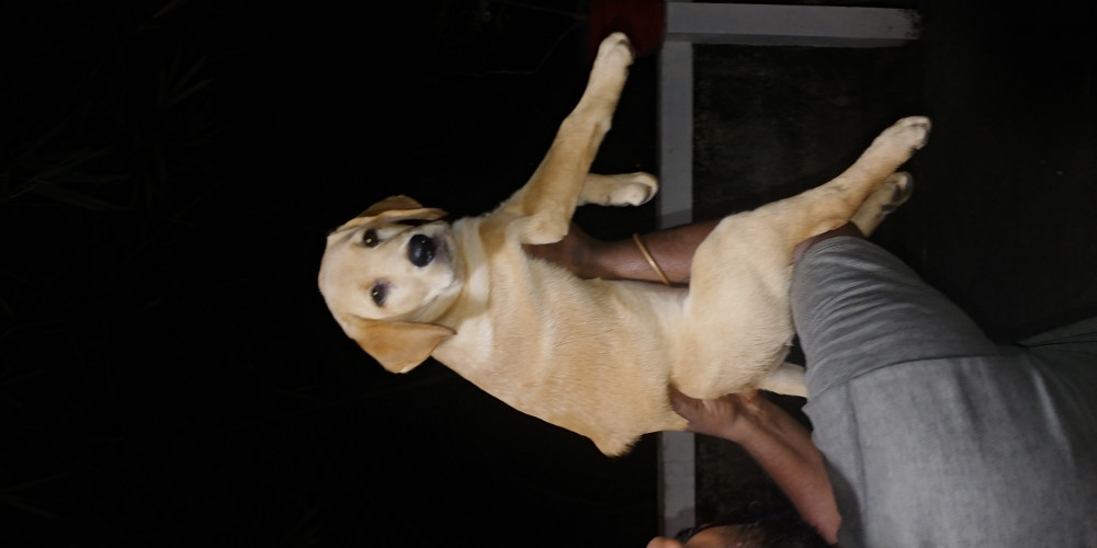 Lab Puppys